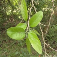 Alangium salviifolium (L.f.) Wangerin